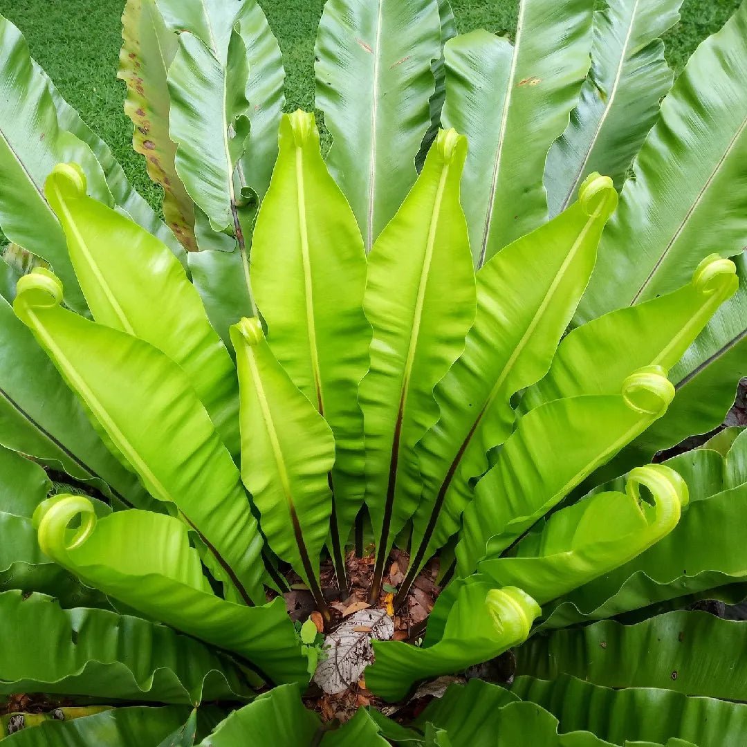 Harmann's Fern (Asplenium harmanii) - Ladybird Nursery