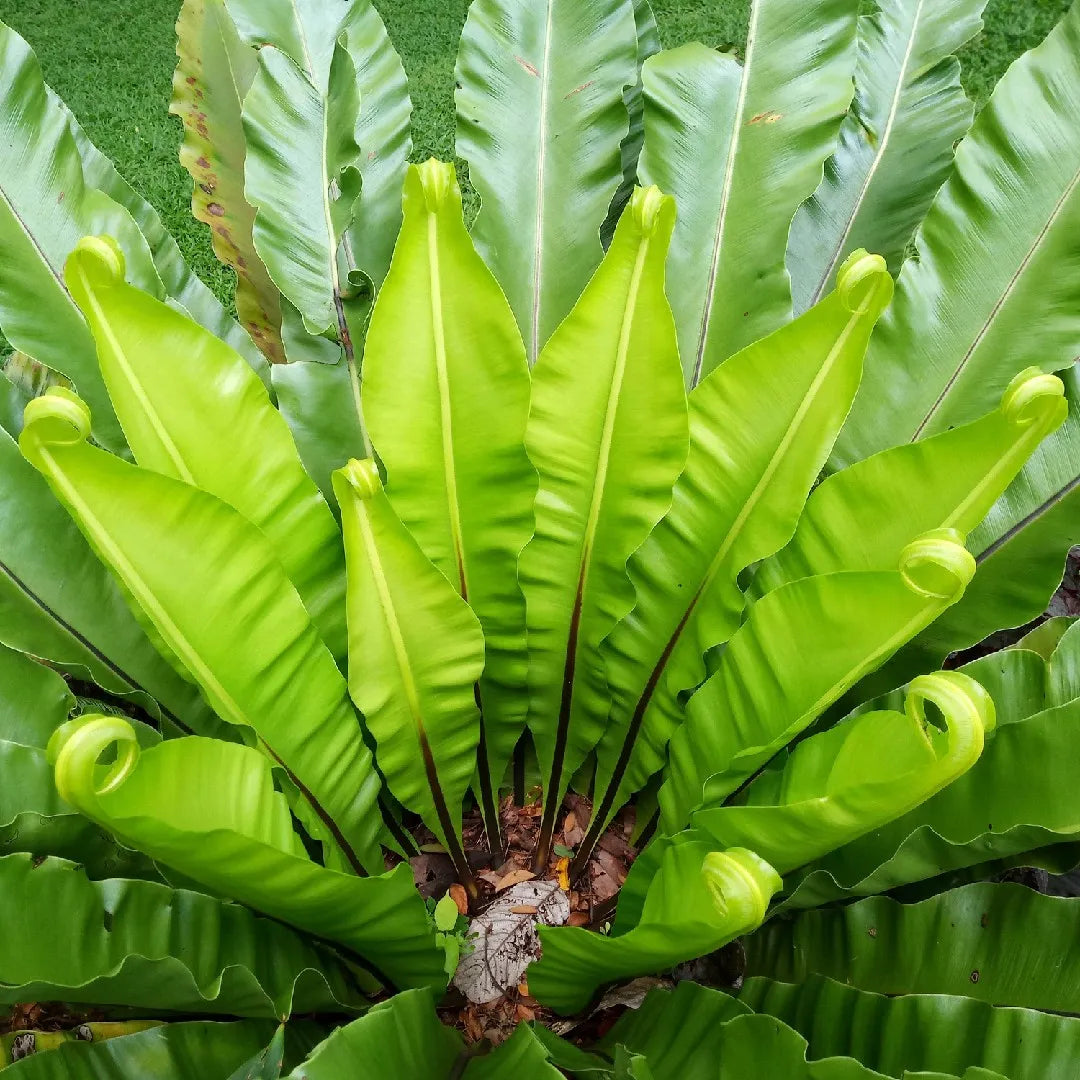 Harmann's Fern (Asplenium harmanii)