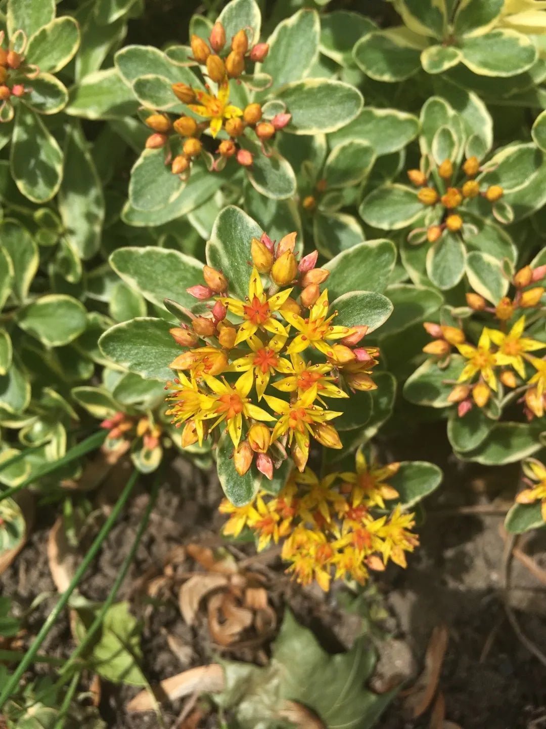 Stonecrop variegatum (Sedum kamshaticum) - Ladybird Nursery