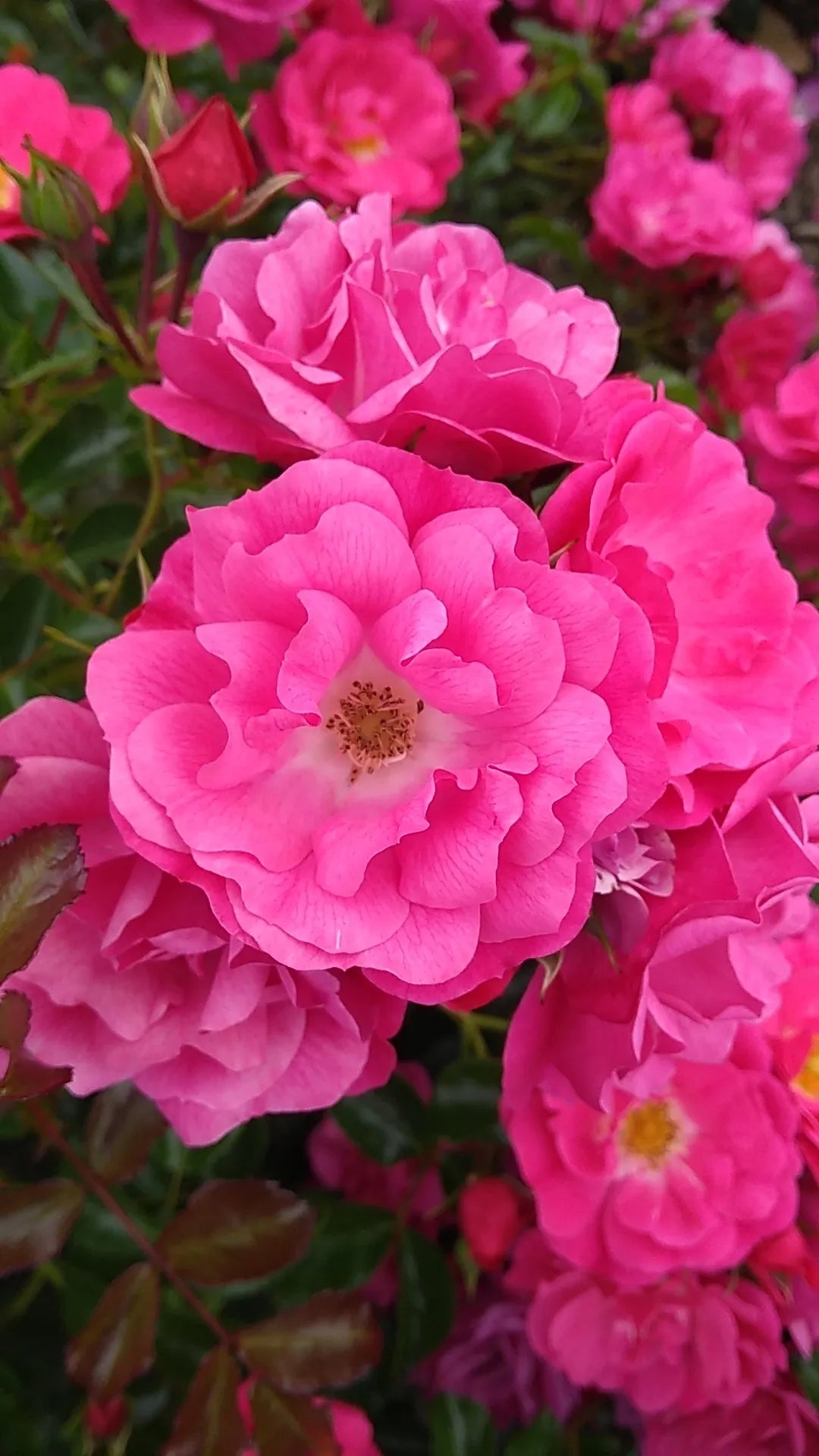 Rose Flower Carpet Pink (Rosa)