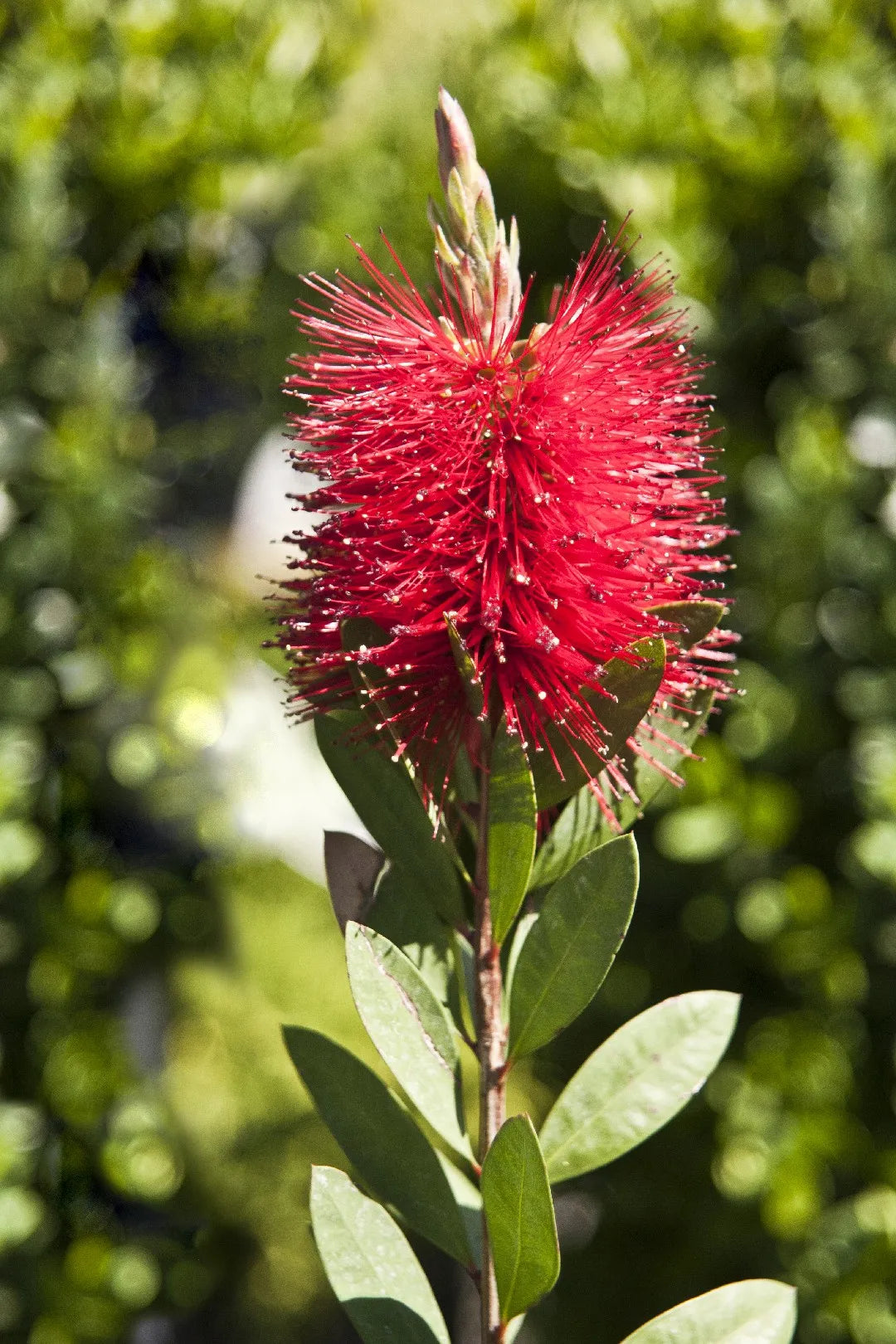 Weeping Bottlebrush Captain Cook (Callistemon viminalis)