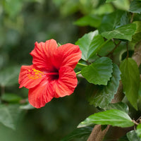 Chinese Hibiscus Reddy or Not (Hibiscus rosa-sinensis)