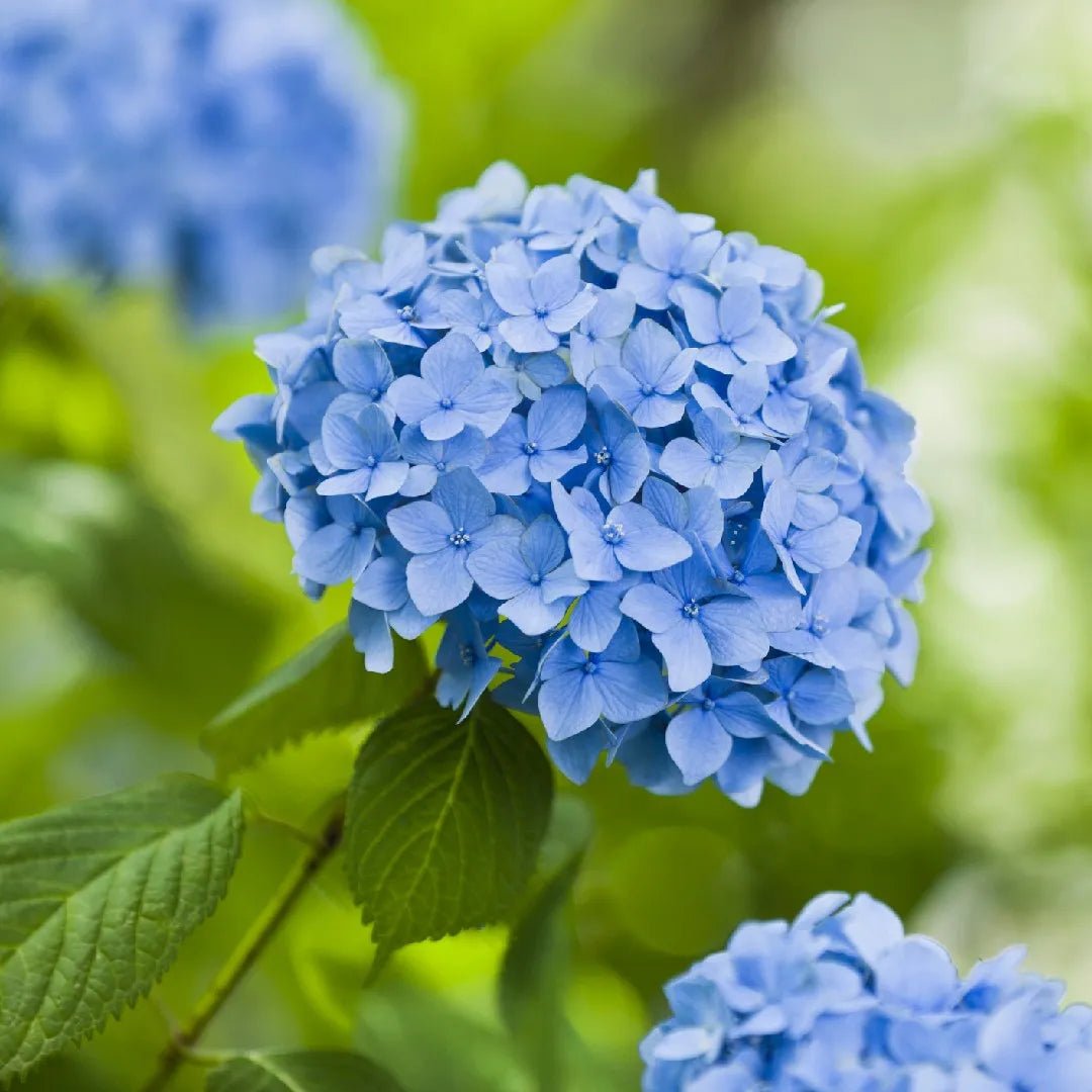Bigleaf Hydrangea Black Lace (Hydrangea macrophylla) - Ladybird Nursery