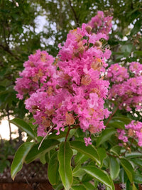 Crepe Myrtle Comanche (Lagerstroemia)