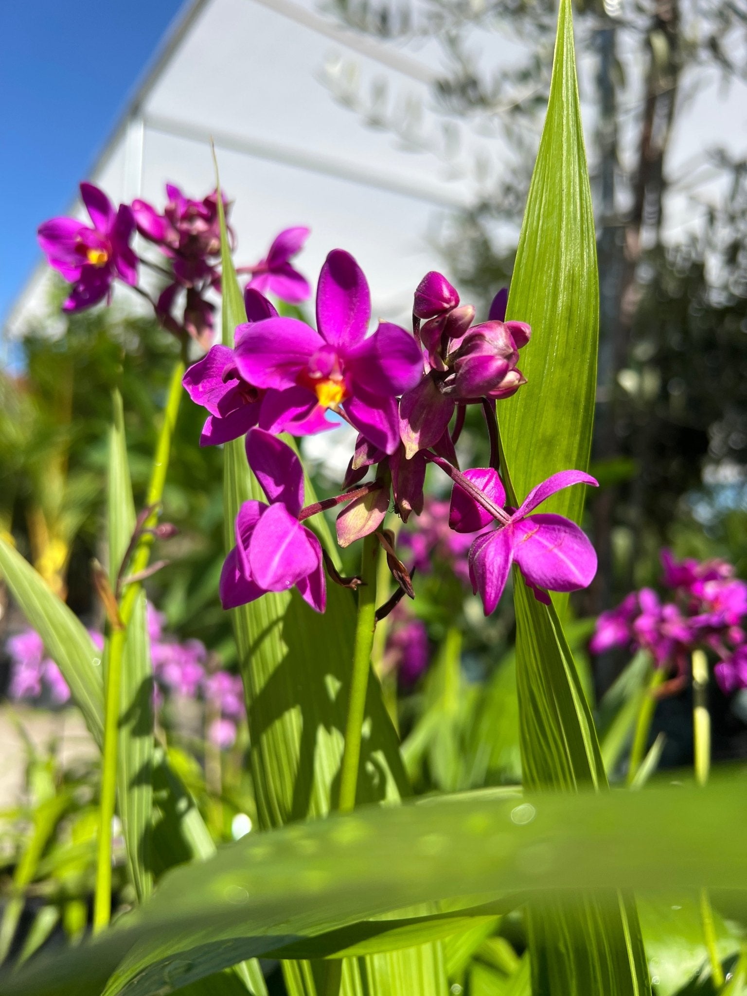Ground Orchid Purple (Spathoglottis) - Ladybird Nursery