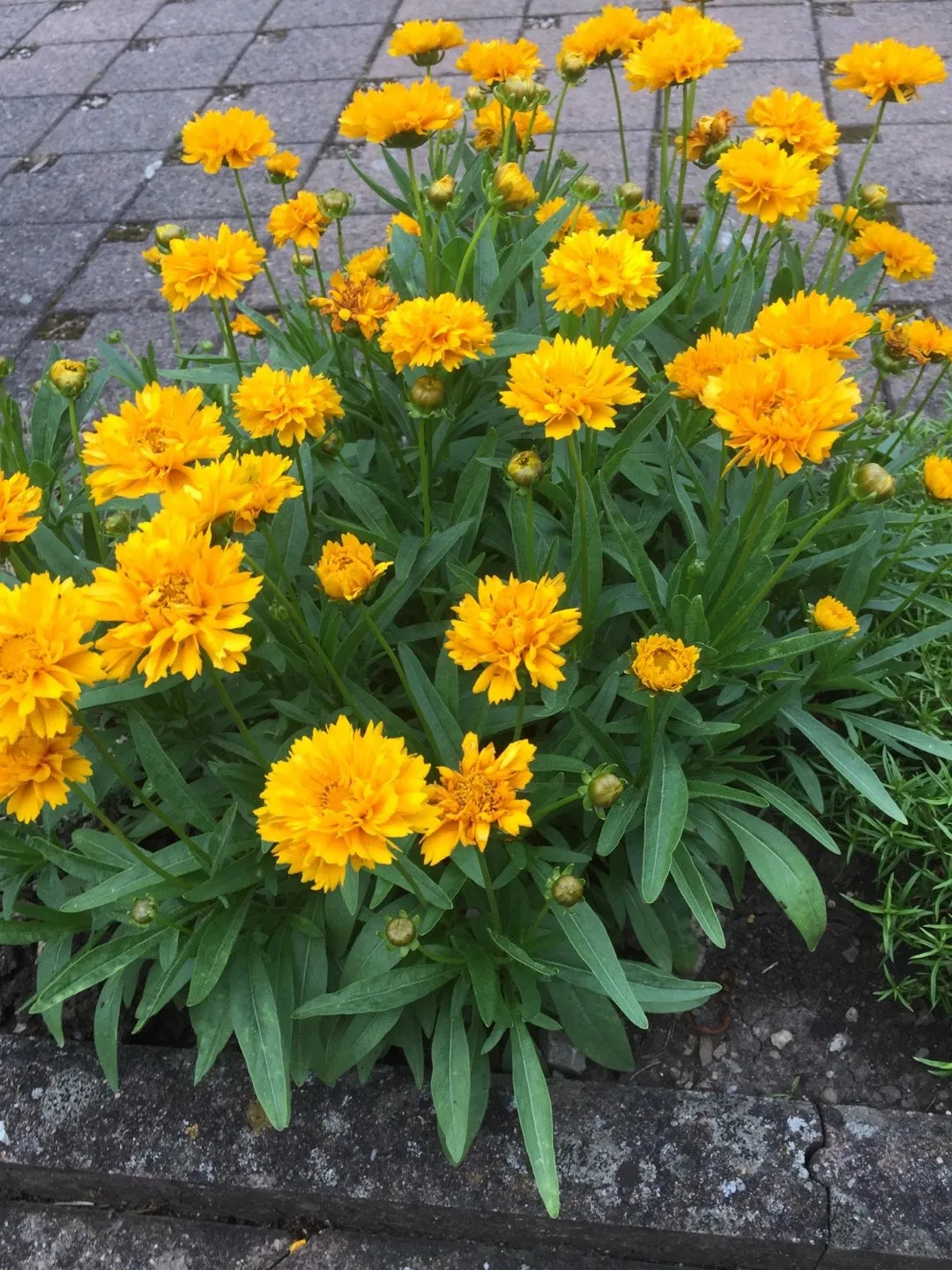 Tickseed Early Sunrise (Coreopsis grandiflora)