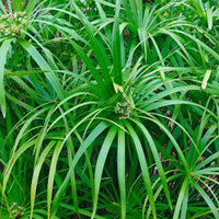 Umbrella Sedge (Cyperus alternifolius)