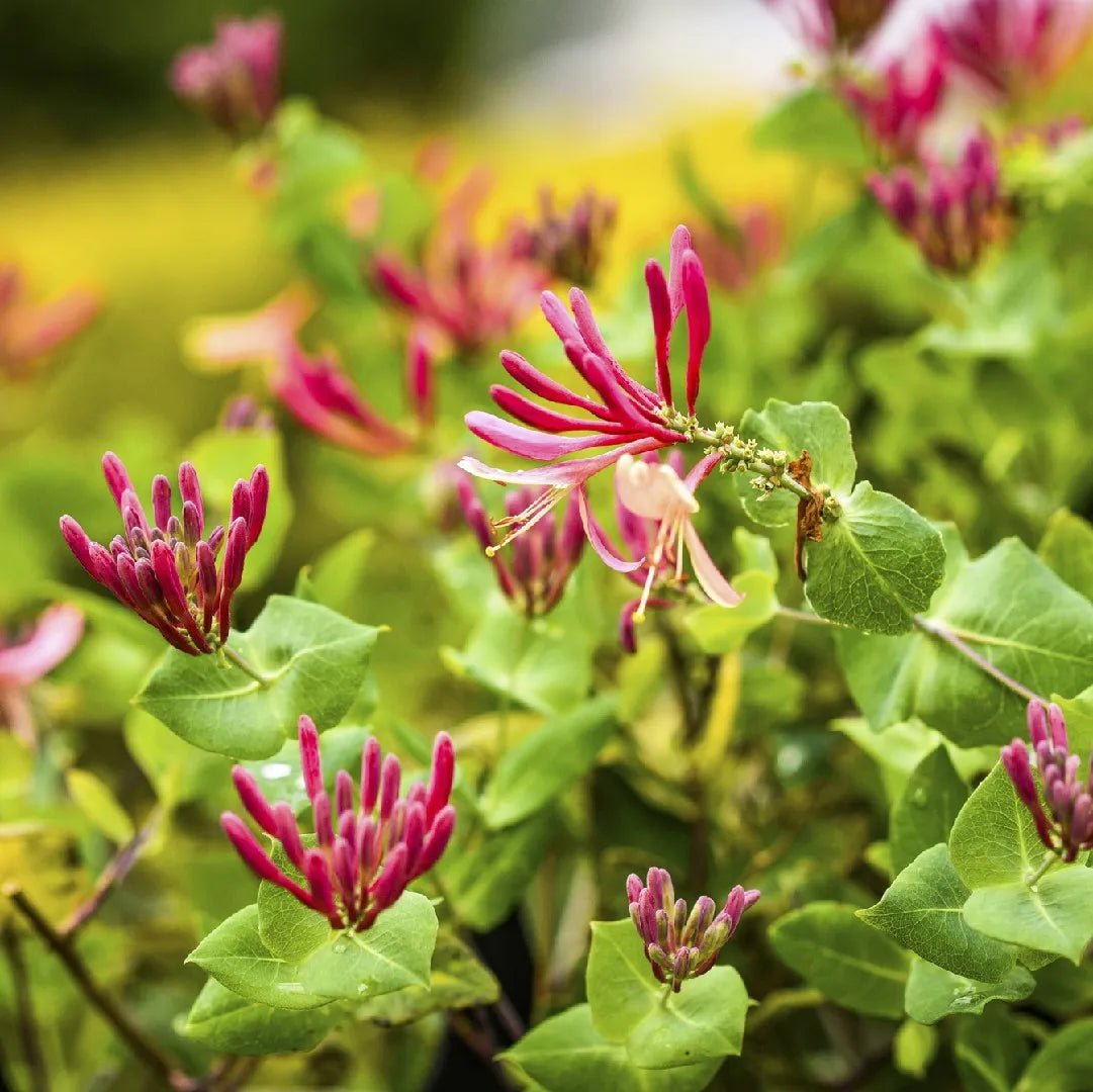 European Honeysuckle (Lonicera periclymenum) - Ladybird Nursery