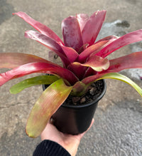 Bromeliad (Neoregelia compacta) - Ladybird Nursery