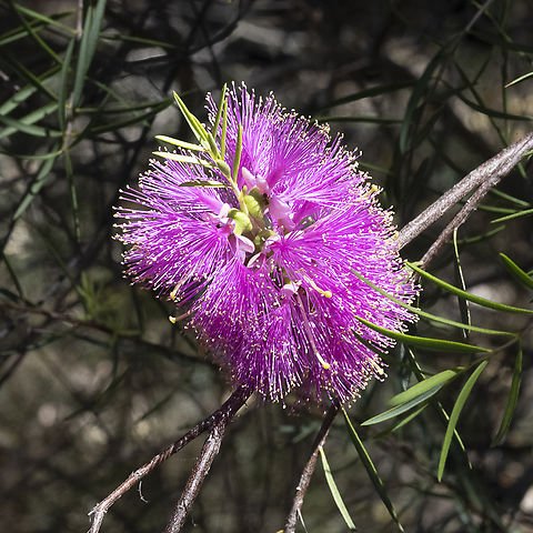 Scarlet Honey Myrtle Hot Pink (Melaleuca fulgens) - Ladybird Nursery