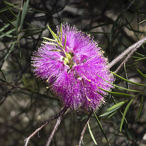 Scarlet Honey Myrtle Hot Pink (Melaleuca fulgens)