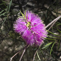 Scarlet Honey Myrtle Hot Pink (Melaleuca fulgens)