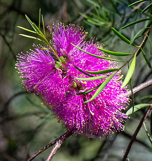Scarlet Honey Myrtle Hot Pink (Melaleuca fulgens)