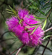 Scarlet Honey Myrtle Hot Pink (Melaleuca fulgens) - Ladybird Nursery