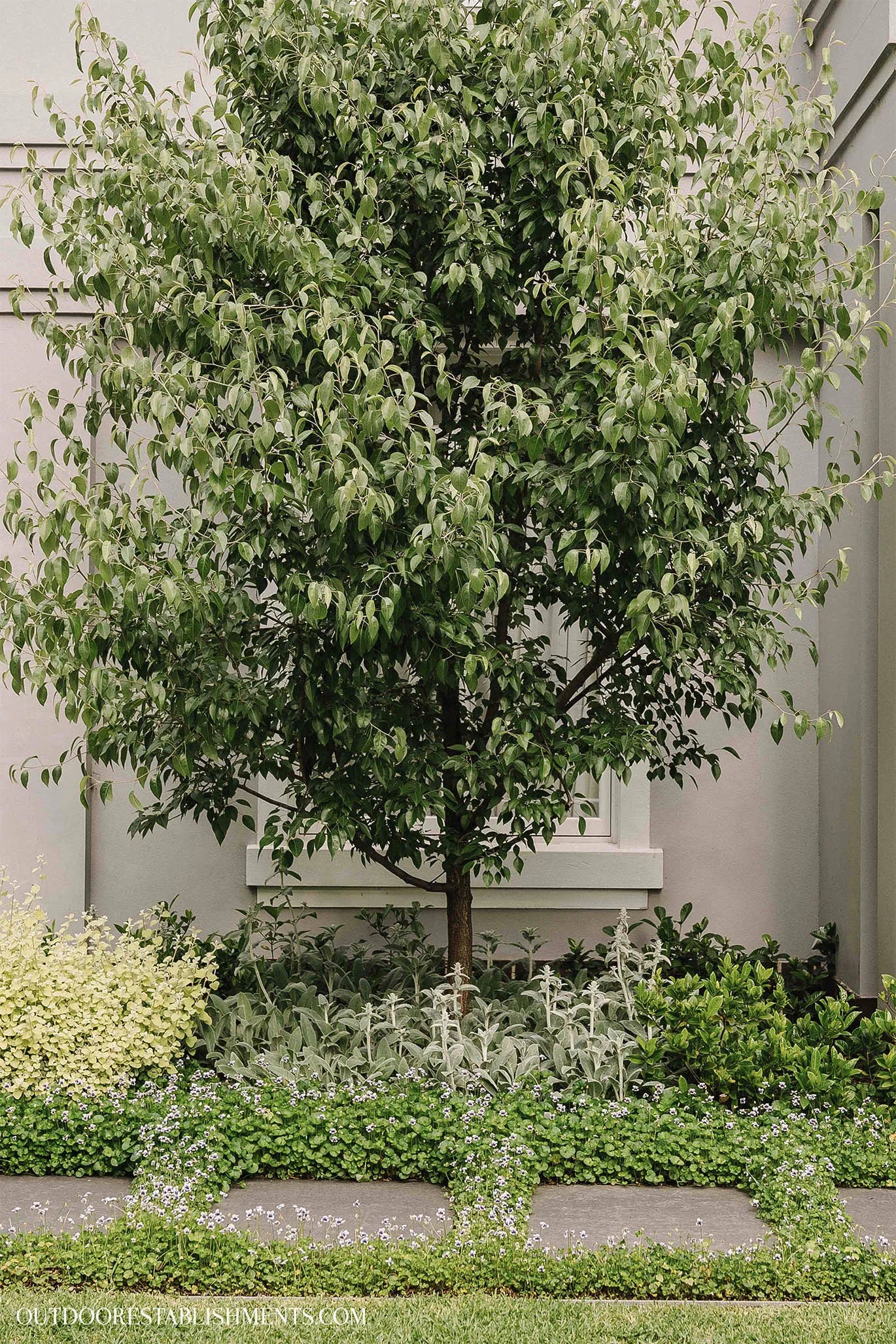 Snow Pear (Pyrus nivalis)