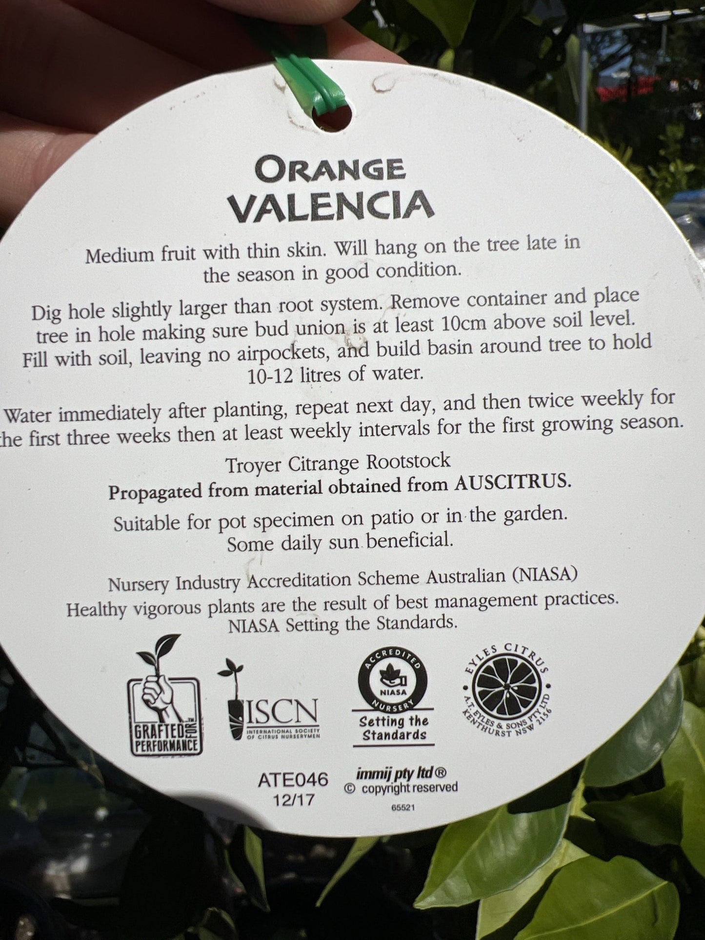 Advanced Orange Valencia 400mm (PICK UP ONLY)