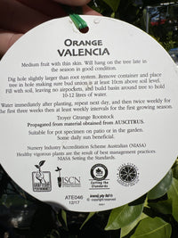 Advanced Orange Valencia 400mm (PICK UP ONLY)