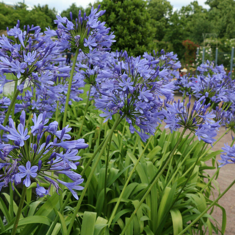Agapanthus