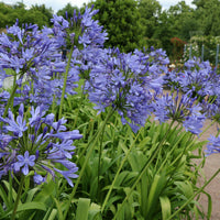 Agapanthus