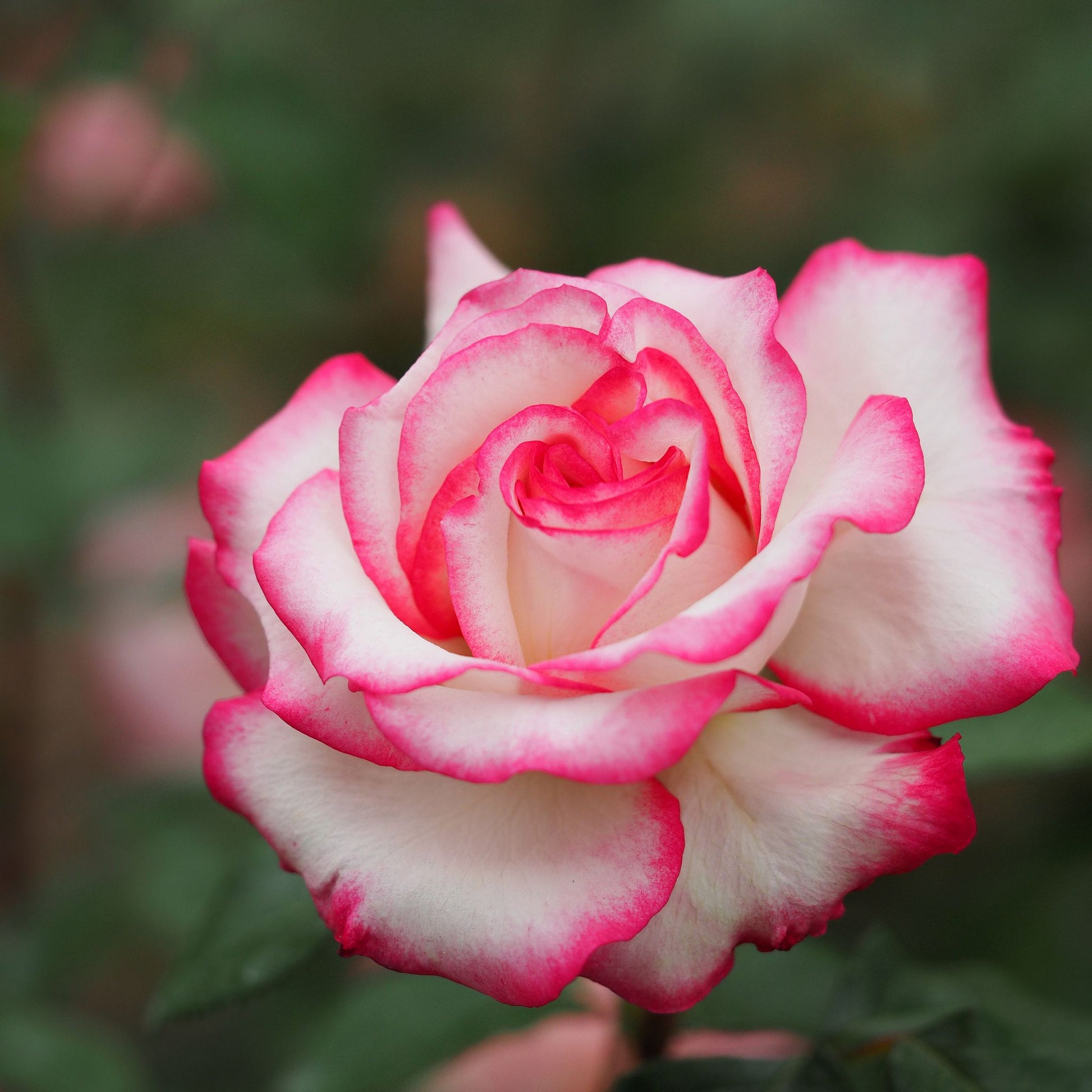 Rose Standards 'La Minuette'