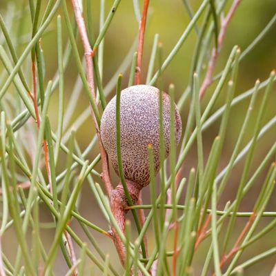 Cricket Ball Hakea (Hakea platysperma)