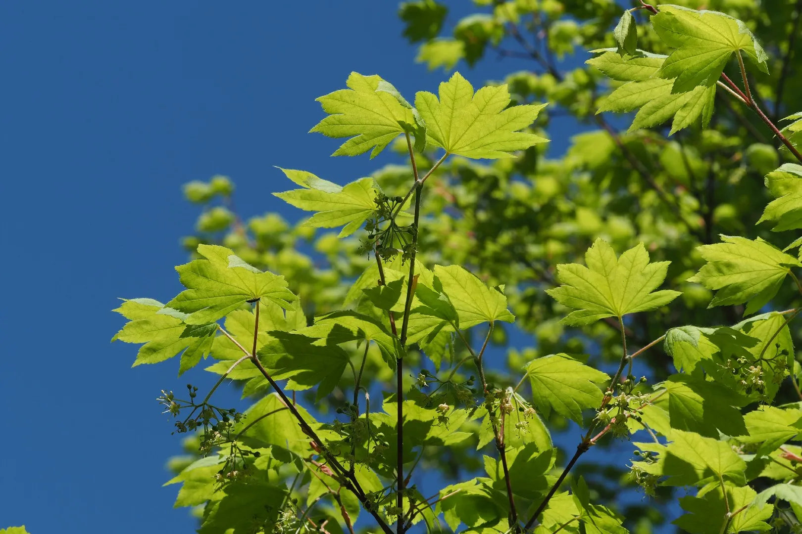 Siebold's Maple Siebold (Acer sieboldianum)