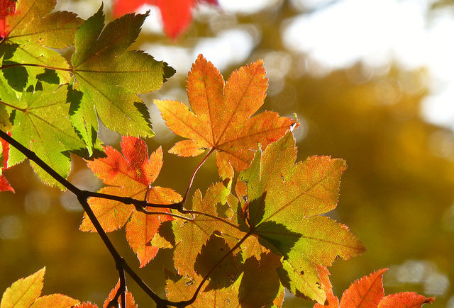 Siebold's Maple Siebold (Acer sieboldianum)