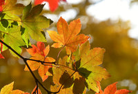 Siebold's Maple Siebold (Acer sieboldianum)
