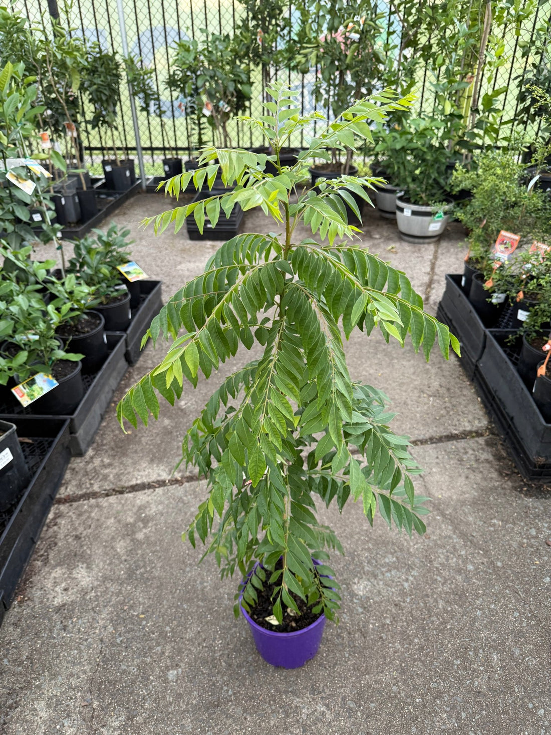 Curry Tree (Murraya koenigii) - Advanced size 200mm Pot - Ladybird Nursery