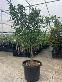 Plastic Pot 400mm (PICK UP ONLY)