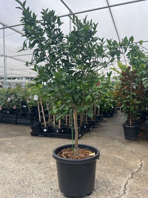 Plastic Pot 400mm (PICK UP ONLY) - Ladybird Nursery