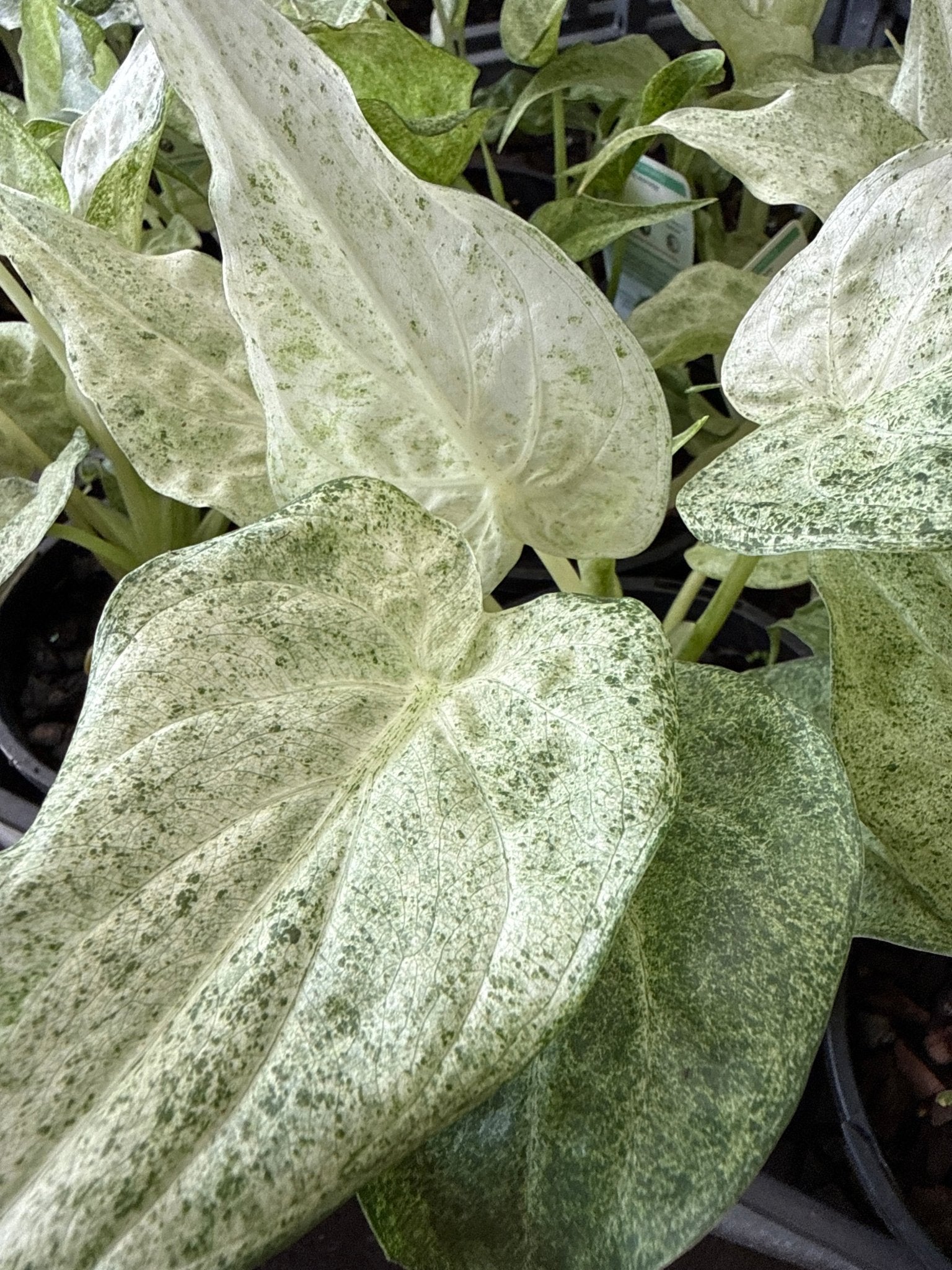 Variegated Elephant Ear ‘Marble White’ (Alocasia cucullata) - Ladybird Nursery