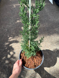 Italian Pencil Pine 'Glauca' (Cupressus sempervirens) - Large - Ladybird Nursery