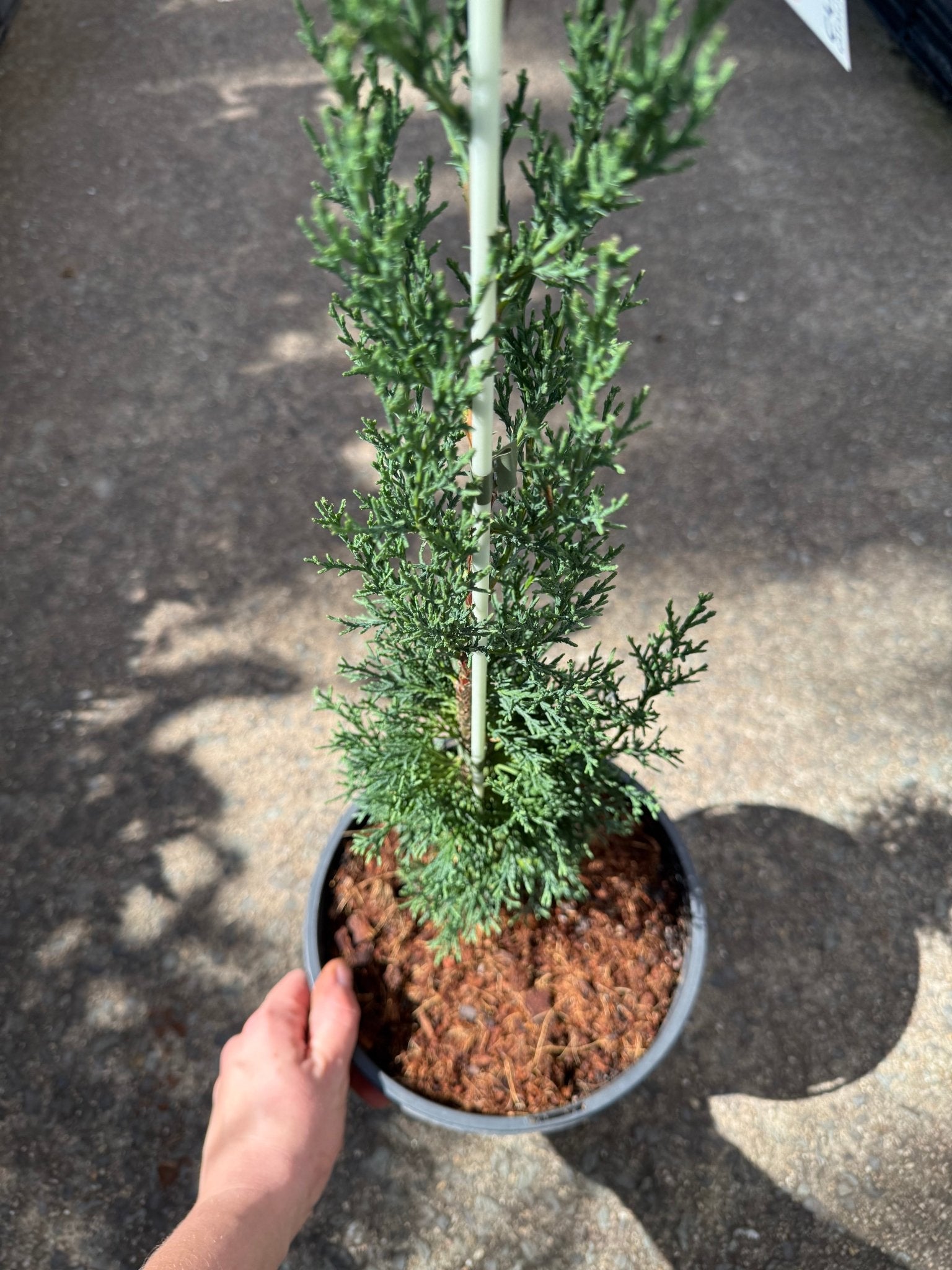 Italian Pencil Pine 'Glauca' (Cupressus sempervirens) - Large - Ladybird Nursery