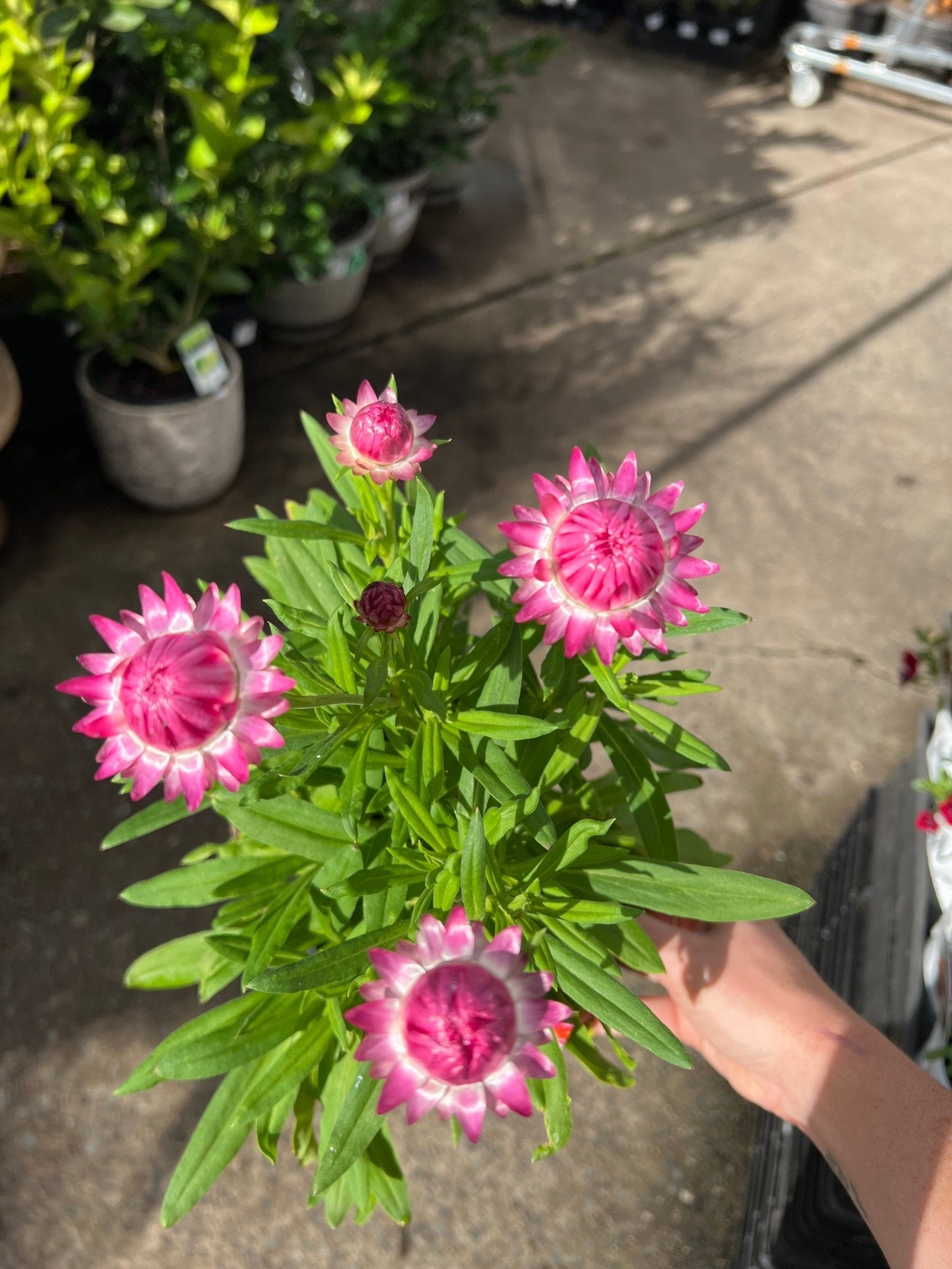 Paper Daisy 'Granvia' (Bracteantha bracteata) - Ladybird Nursery