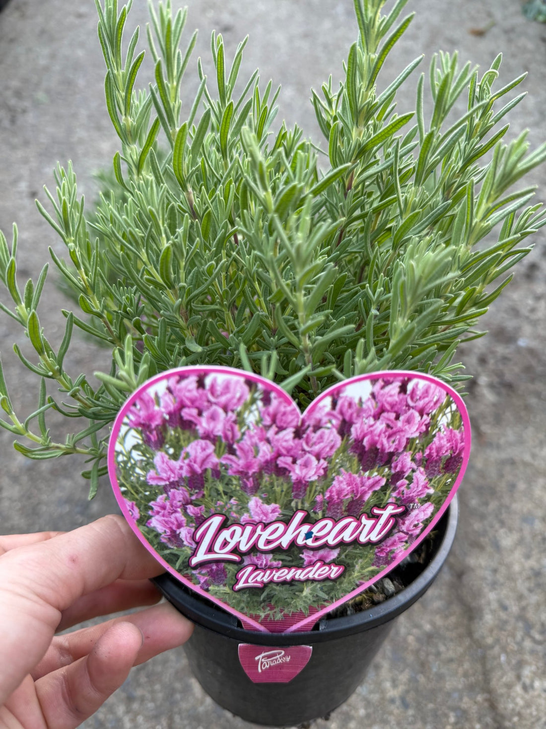 Lavender 'Loveheart' (Lavandula) - Ladybird Nursery