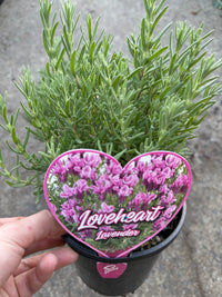 Lavender 'Loveheart' (Lavandula) - Ladybird Nursery