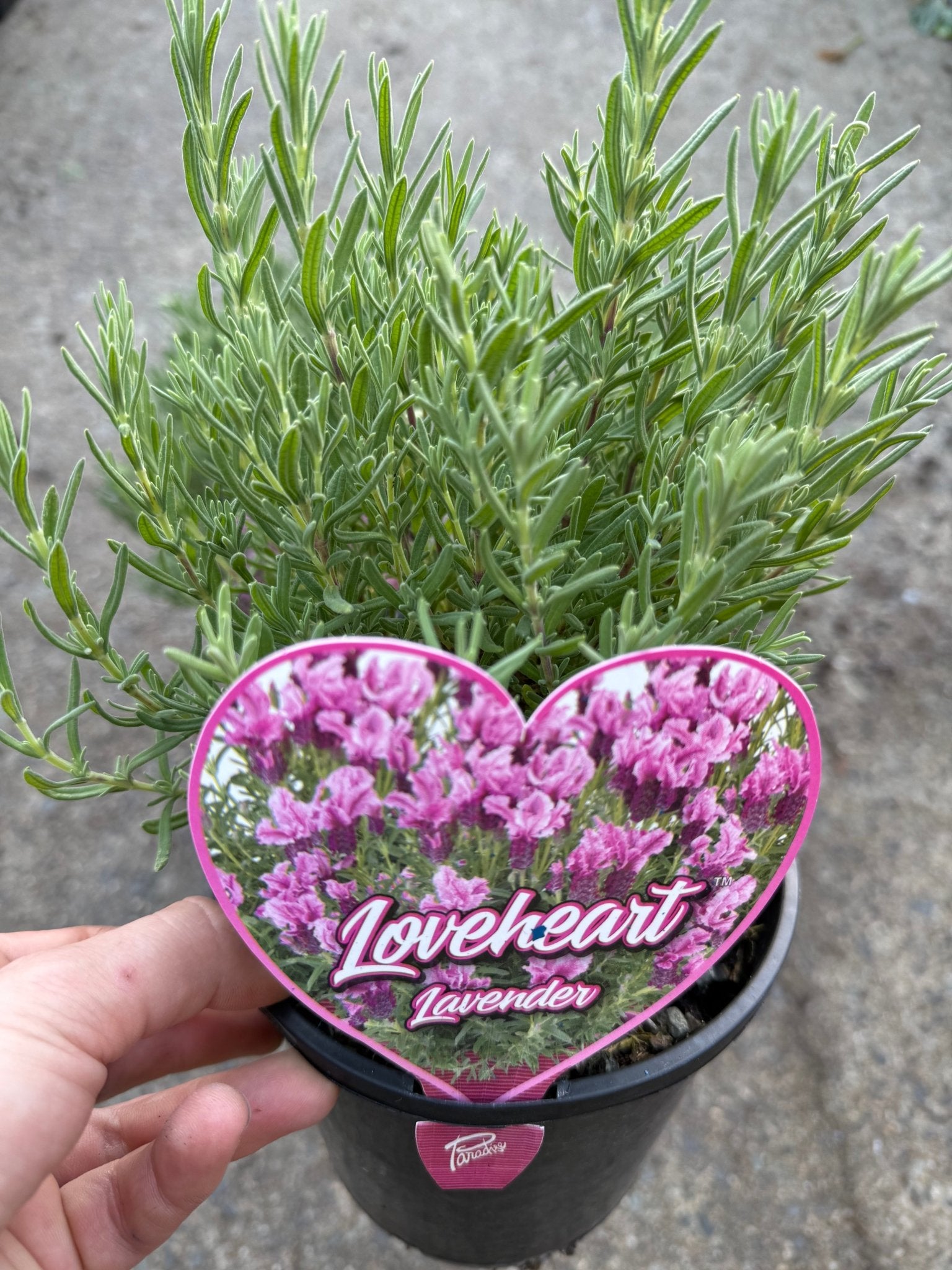 Lavender 'Loveheart' (Lavandula) - Ladybird Nursery