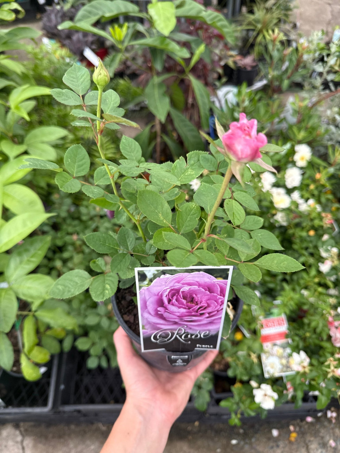 Rosa Terrazza® Purple (Rosa) - Ladybird Nursery