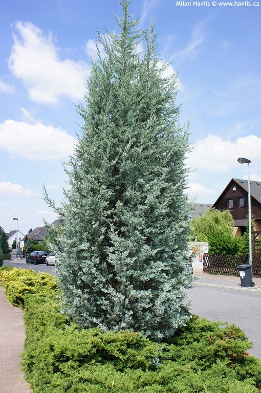 Rocky Mountain Juniper Blue Heaven (Juniperus scopulorum)