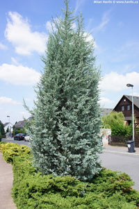 Rocky Mountain Juniper Blue Heaven (Juniperus scopulorum)