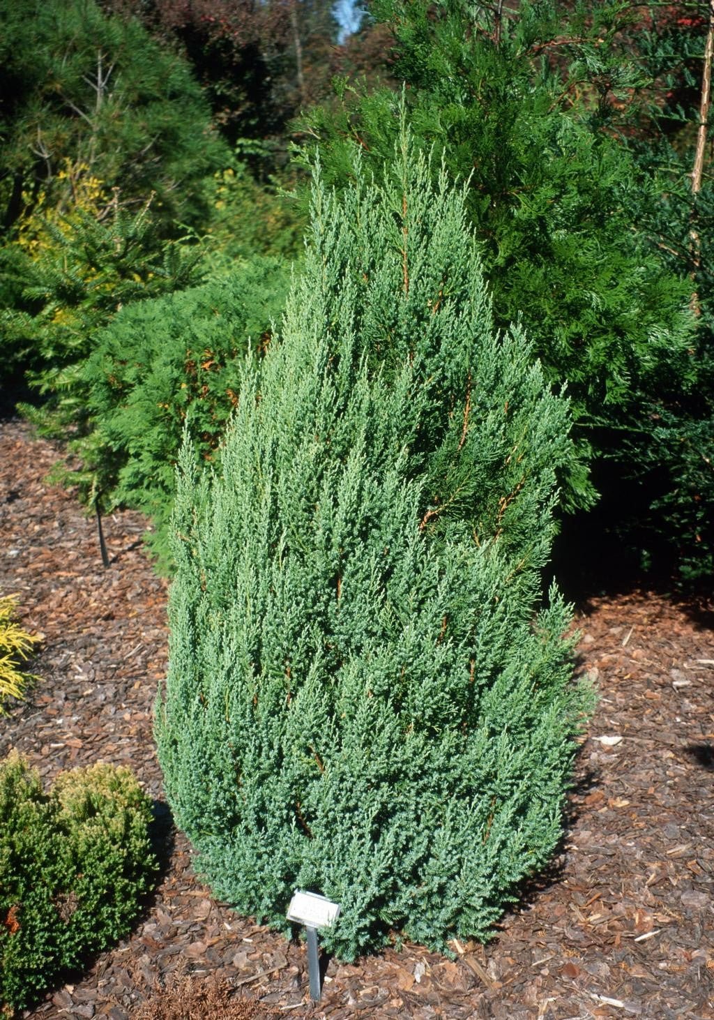 Chinese Juniper Blue Point (Juniperus chinensis) - Ladybird Nursery