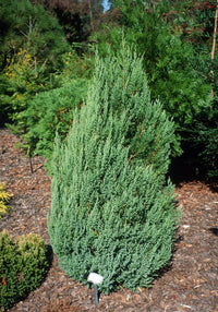 Chinese Juniper Blue Point (Juniperus chinensis)