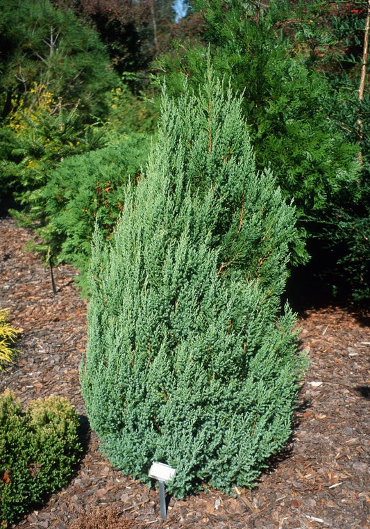 Chinese Juniper Blue Point (Juniperus chinensis)