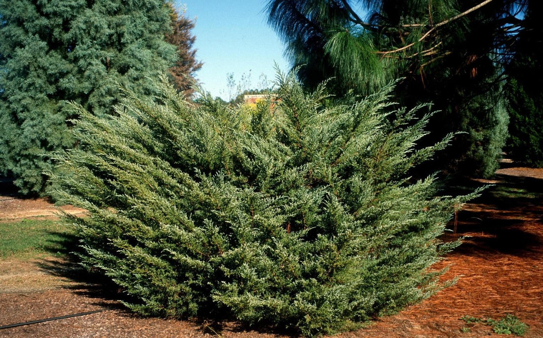 Chinese Juniper Blue Alps (Juniperus chinensis) - Ladybird Nursery