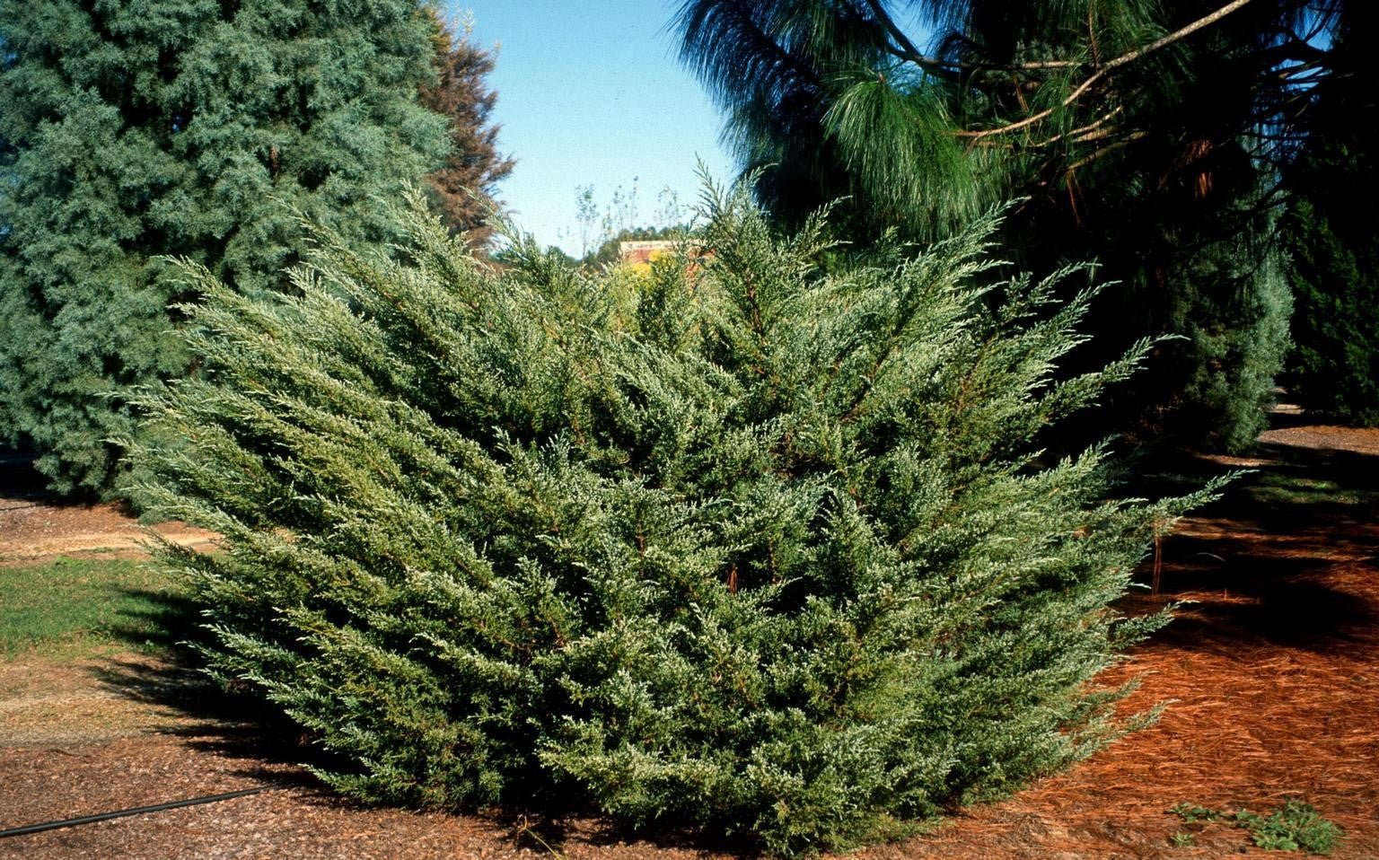 Chinese Juniper Blue Alps (Juniperus chinensis) - Ladybird Nursery