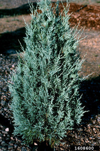 Juniperus Pathfinder (Juniperus virginiana)