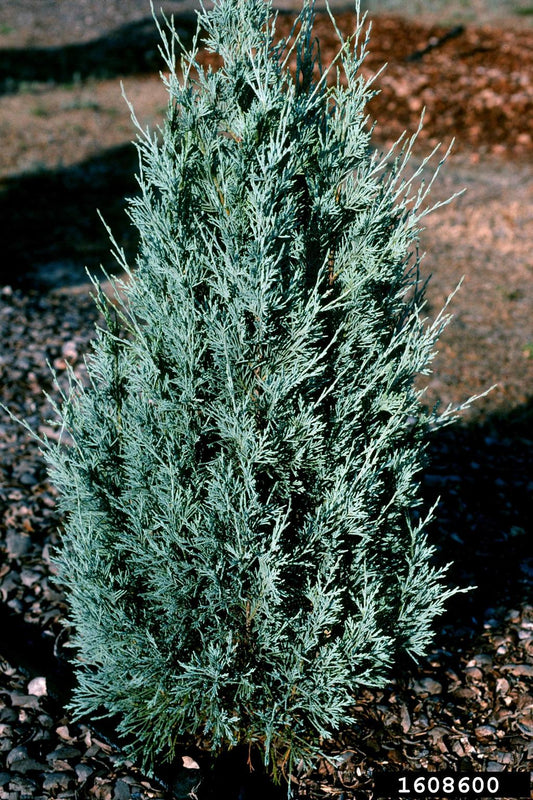 Juniperus Pathfinder (Juniperus virginiana)