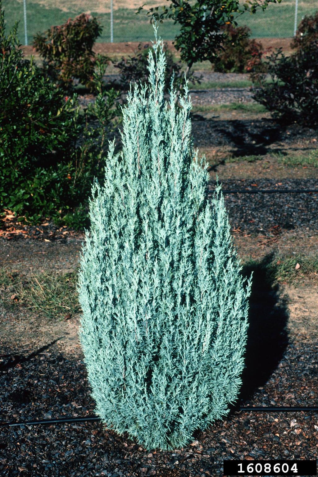 Juniperus Pathfinder (Juniperus virginiana)