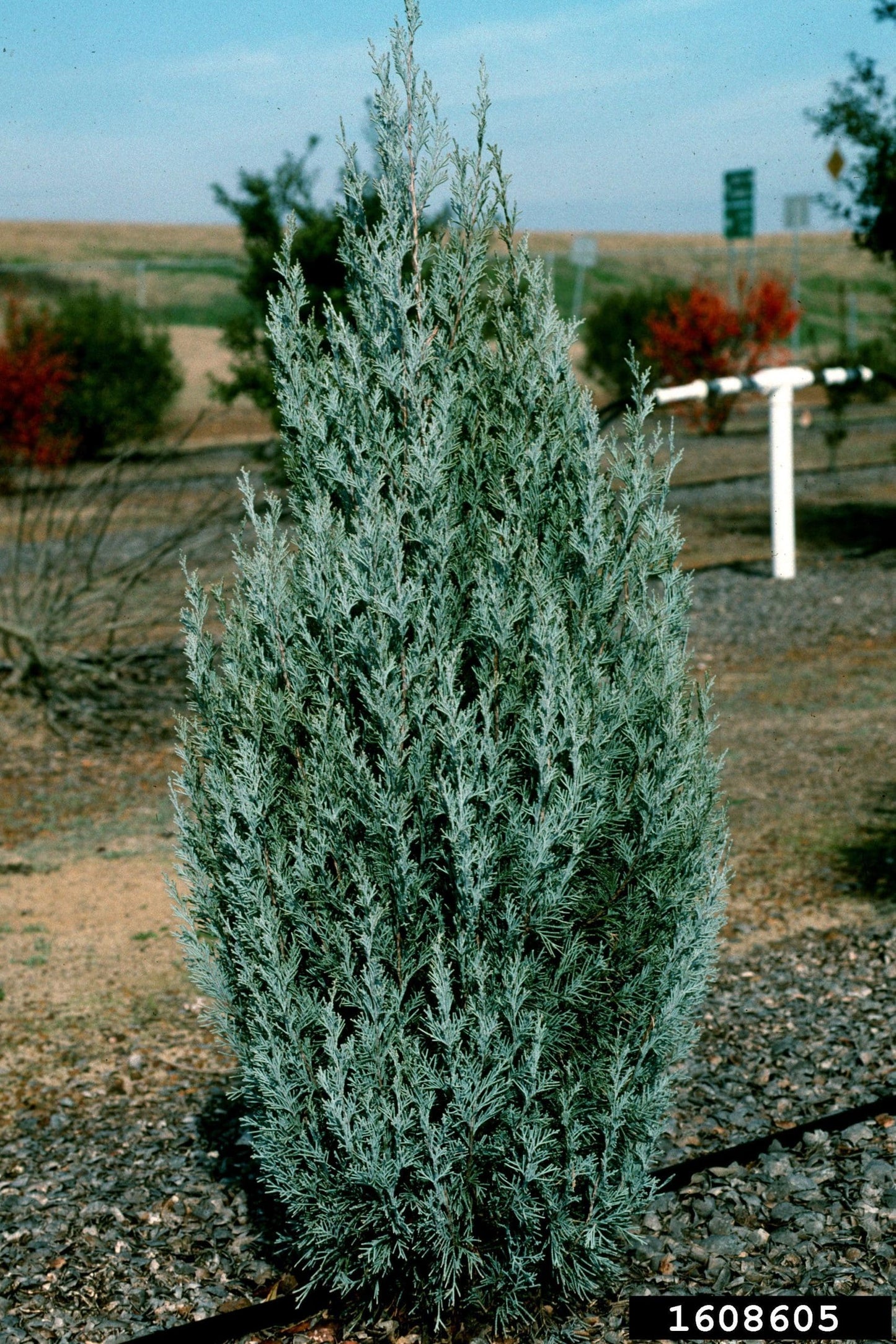 Juniperus Pathfinder (Juniperus virginiana)